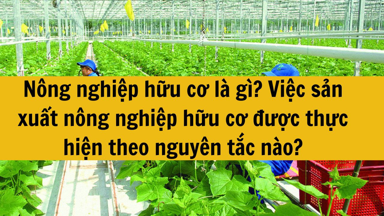 Nông nghiệp hữu cơ là gì? Việc sản xuất nông nghiệp hữu cơ được thực hiện theo nguyên tắc nào?